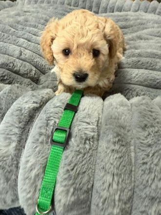 Cokapoo / Maltipoo Welpen
