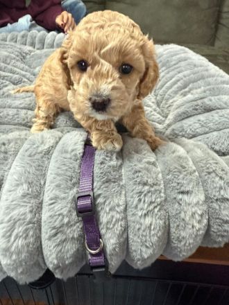 Cokapoo / Maltipoo Welpen