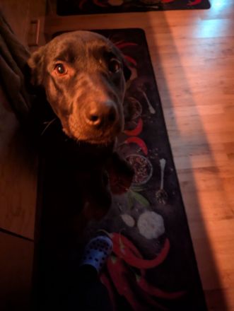 Labrador-Schäferhund Mix