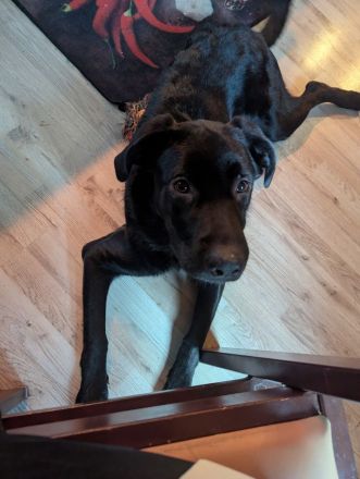 Labrador-Schäferhund Mix