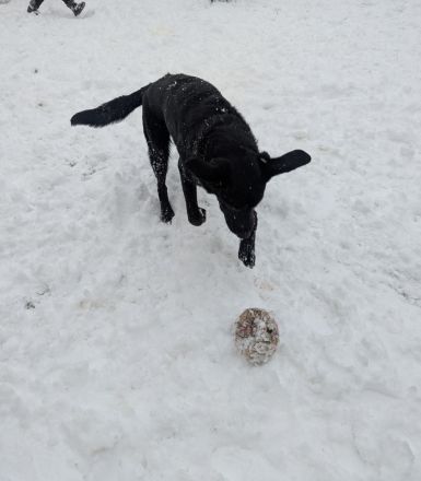 Labrador-Schäferhund Mix