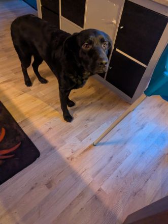 Labrador-Schäferhund Mix