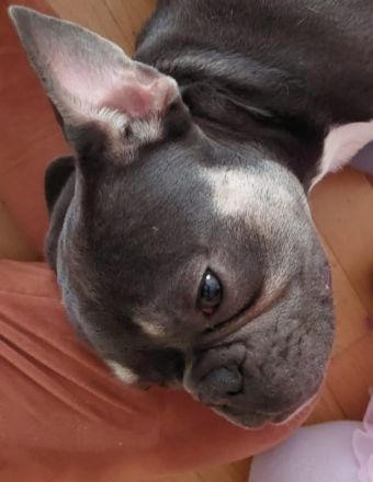 Französische Bulldogge Rüde blue tan mit Stammbaum – Top-Linie