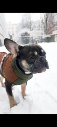 Französische Bulldogge Rüde blue tan mit Stammbaum – Top-Linie