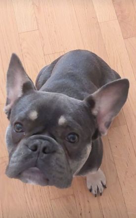 Französische Bulldogge Rüde blue tan mit Stammbaum – Top-Linie