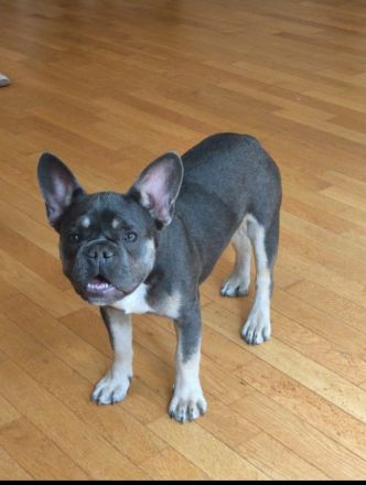 Französische Bulldogge Rüde blue tan mit Stammbaum – Top-Linie