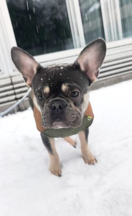 Französische Bulldogge Rüde blue tan mit Stammbaum – Top-Linie
