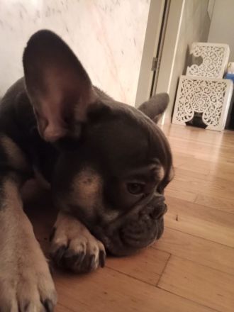 Französische Bulldogge Rüde blue tan mit Stammbaum – Top-Linie
