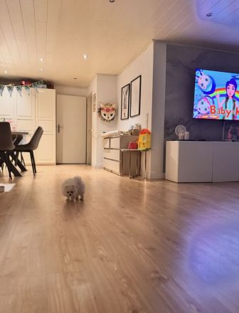 Zwergspitz Bailey sucht liebevolle Zuhause