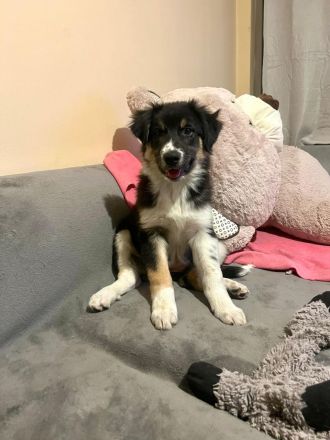 Bessy- bist du bereit ihre für immer Menschen zu werden?🏡💞