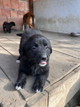 Cecilia- Hündin sucht ihr für immer zuhause🩷🐶