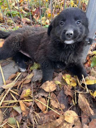 Cecilia- Hündin sucht ihr für immer zuhause🩷🐶