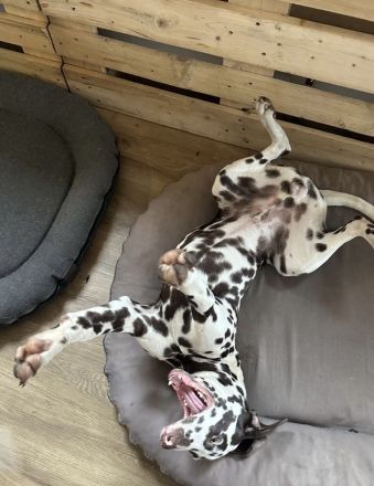 Dalmatiner Rüde (8Monate)