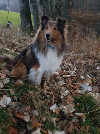 Sheltie Deckrüde