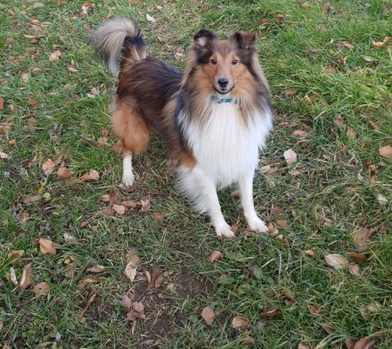 Sheltie Deckrüde
