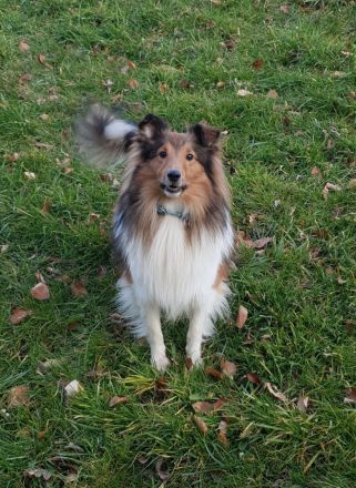 Sheltie Deckrüde