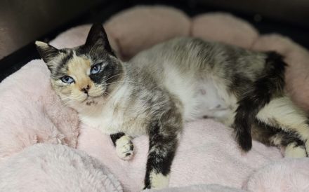 Blick ins Glück: Ophelia mit den Saphiraugen sucht ihre Menschen