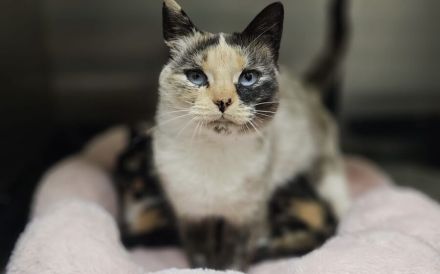 Blick ins Glück: Ophelia mit den Saphiraugen sucht ihre Menschen