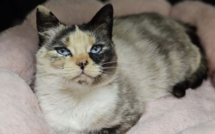 Blick ins Glück: Ophelia mit den Saphiraugen sucht ihre Menschen