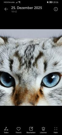 Heilige Birma Kater