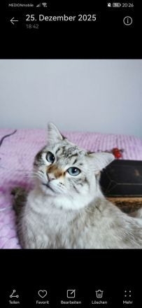 Heilige Birma Kater