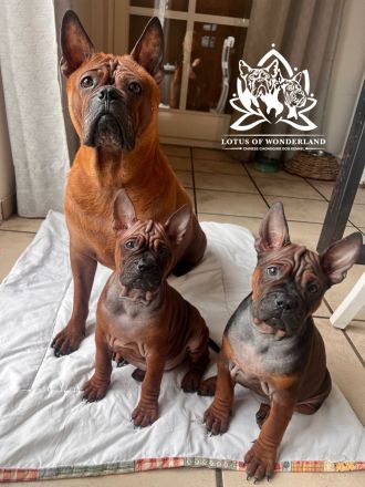 Chinesische Bulldoggen Chongqing Dogs