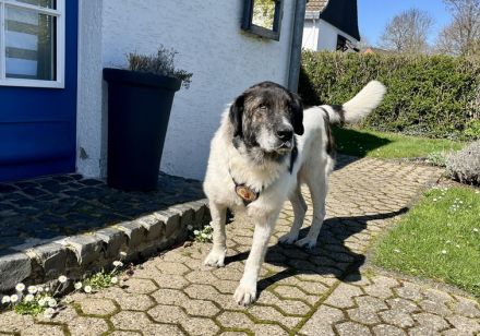 Ein sanfter Riese mit großem Herzen: Samson