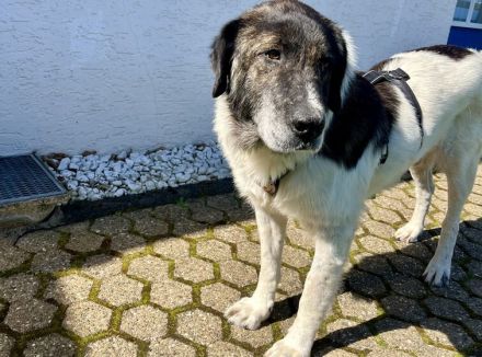 Ein sanfter Riese mit großem Herzen: Samson