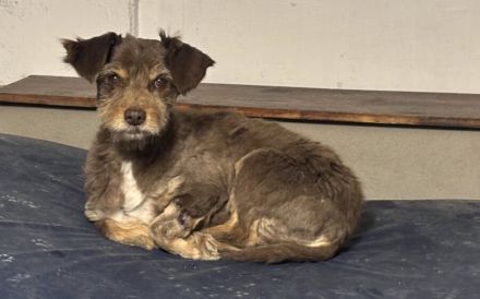 Freundliche Seele Nela möchte noch viel erleben