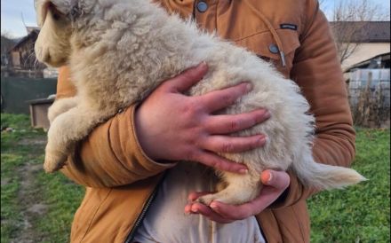 Zuhause gesucht für Wolfi