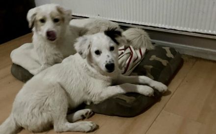 Zuhause gesucht für Wolfi