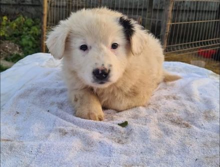 Zuhause gesucht für Wolfi