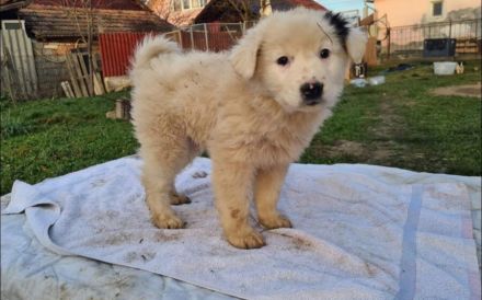 Zuhause gesucht für Wolfi