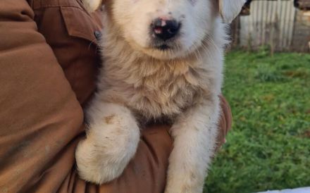 Zuhause gesucht für Wolfi