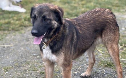 Kuschelbär Kodi auf Weg in neues Leben