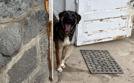 Kuschelbär Kodi auf Weg in neues Leben
