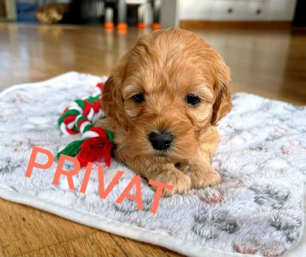 Cavapoo/Cockerpoo Pudelmix