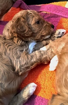 Cavapoo/Cockerpoo Pudelmix