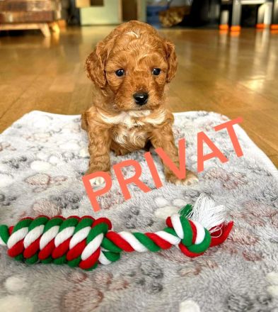 Cavapoo/Cockerpoo Pudelmix