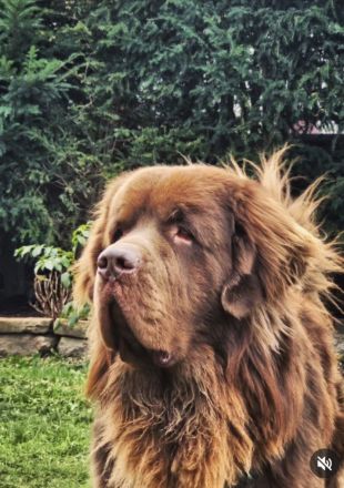 Neufundländer Deckrüde