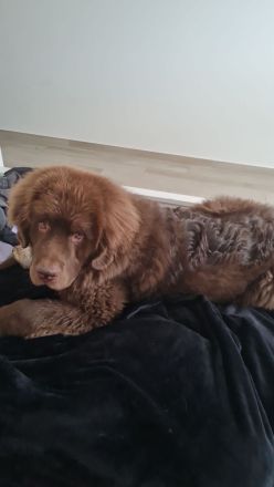 Neufundländer Deckrüde