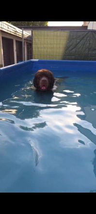 Neufundländer Deckrüde