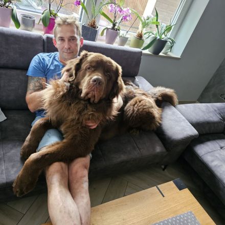 Neufundländer Deckrüde