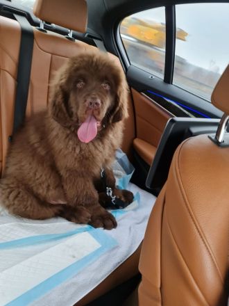 Neufundländer Deckrüde