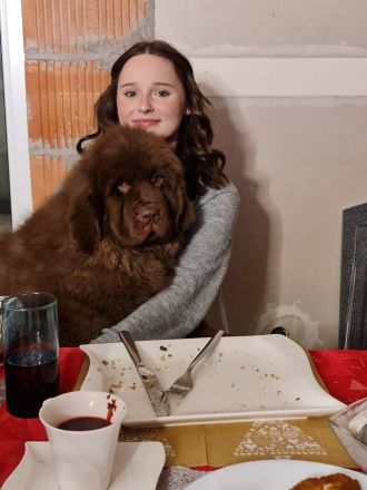 Neufundländer Deckrüde