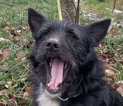 Norbert verschenkt sein Hundeherz