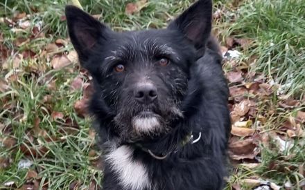 Norbert verschenkt sein Hundeherz