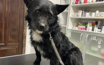 Norbert verschenkt sein Hundeherz