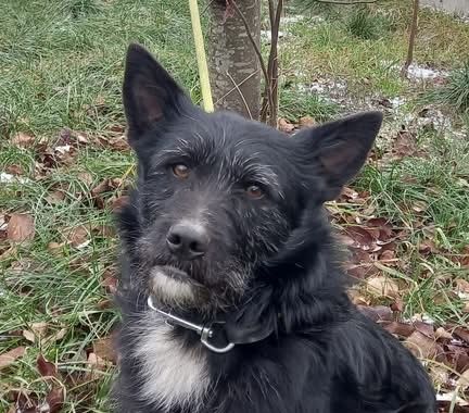 Norbert verschenkt sein Hundeherz