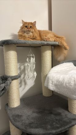 Liebevoller BKH/BLH Kater sucht neues Zuhause